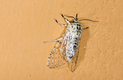 Noctuidae; Pantheinae; Gaujonia renifera?  9481.jpg