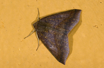 Geometridae; Ennominae; Bassania sp. ?  9482.jpg