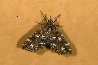 Crambidae; Spilomelinae sp.?  9483.jpg