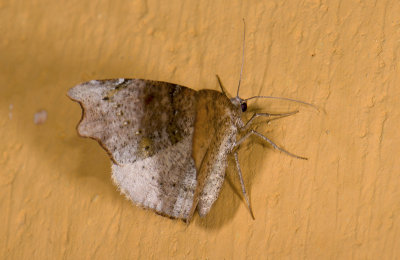 moth  9484.jpg