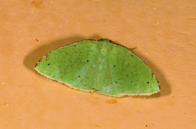 moth  9485.jpg