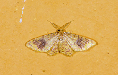 Geometridae; Larentiinae; Eois sp.?  9487.jpg