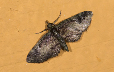 Geometridae; Larentiinae; Eupithecia sp.  9488.jpg