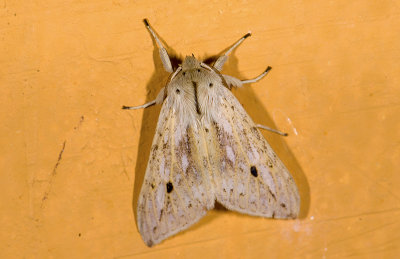 moth  n9489.jpg