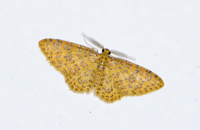 Geometridae; Larentiinae; Eois sp.?  9493.jpg