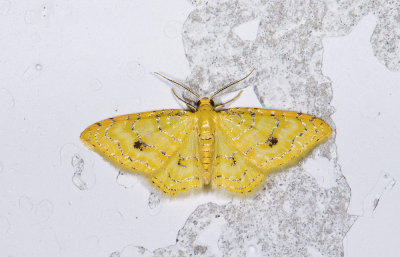 Geometridae; Larentiinae; Eois sp.?  9500.jpg