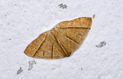 Geometridae; Ennominae; Mimosema sp.  9504.jpg
