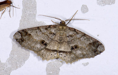 Geometridae; Ennominae; Melanolophia reducta?  9511.jpg