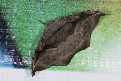 moth  g9516.jpg