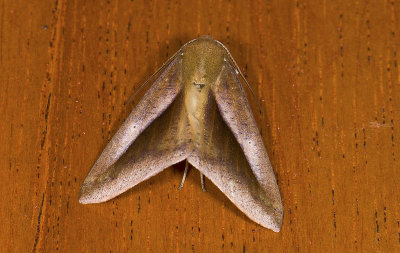 moth  s9518.jpg