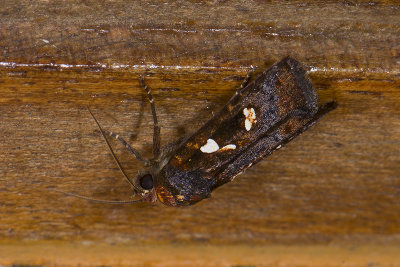 Noctuidae; Calymniodes sp.  9524.jpg