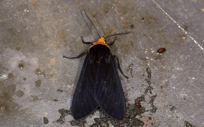Erebidae; Arctiinae; Elysius sp.?  9526.jpg