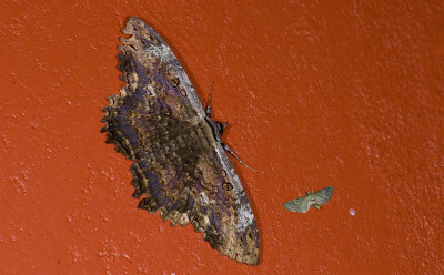 Erebidae; Erebinae; Thermesiini; Letis sp.  9538.jpg