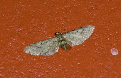 Geometridae; Larentiinae; Eupithecia sp.  9539.jpg