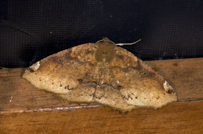 Notodontidae; Hemiceratinae; Herbita sp. ?  9543.jpg