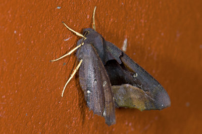 Notodontidae; Dudusinae; Dudusini; Crinodes sp.?  9546.jpg