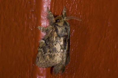 moth  s9558.jpg