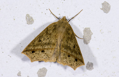 moth  g9559.jpg