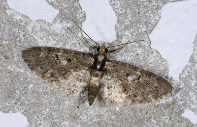 Geometridae; Larentiinae; Eupithecia sp.  9560.jpg