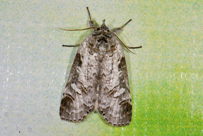 moth  n9561.jpg