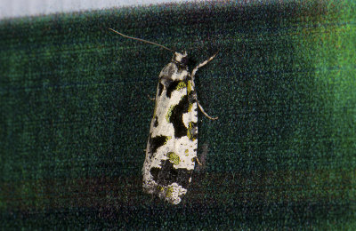 moth n9567.jpg