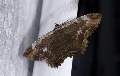 Erebidae; Erebinae; Thermesiini; Letis sp. 9574.jpg