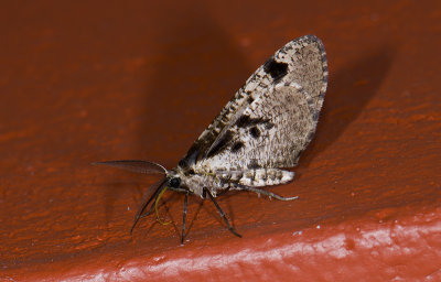 moth  g9577.jpg