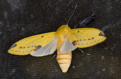 Erebidae; Arctiinae; Symphlebia suanus?  9578.jpg