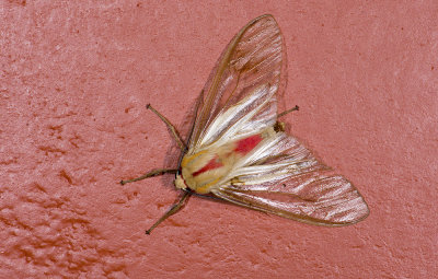 Erebidae; Arctiinae; Amastus rubridorsata?  9580.jpg