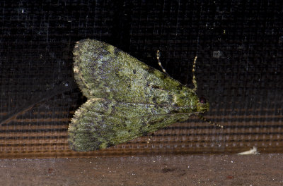 moth g9583.jpg