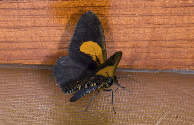 moth  g9588.jpg