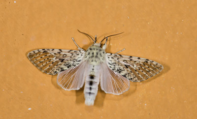 Noctuidae; Pantheinae; Gaujonia renifera?  9590.jpg