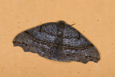 moth  g9594.jpg