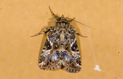 moth  9596.jpg