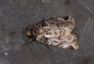 moth  9599.jpg