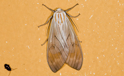 Erebidae; Arctiinae; Amastus sp.?  9601.jpg
