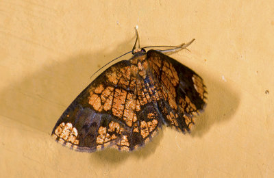 Geometridae; Ennominae; Melinodes;   9603.jpg