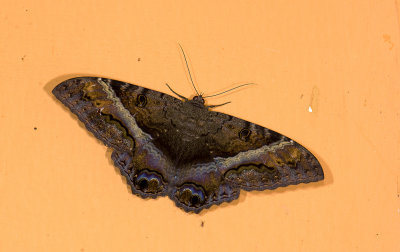 Erebidae; Erebinae; Thermesiini; Ascalapha sp. 9606.jpg