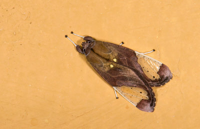 Erebidae; Arctiinae; Arctiini; Bertholdia sp.  9608.jpg