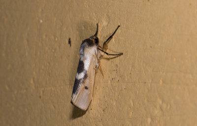 Erebidae; Arctiinae; Lithosiini; Agylla boliviensis?  9609.jpg
