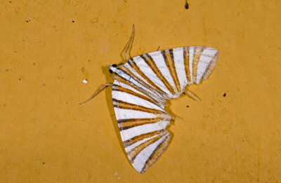 Geometridae; Ennominae; Pityeja histrionaria  9614.jpg