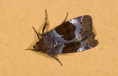 Noctuidae; Hadeninae; Hampsonodes sp.?  9616.jpg