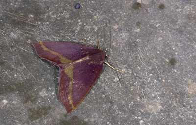 moth  9618.jpg