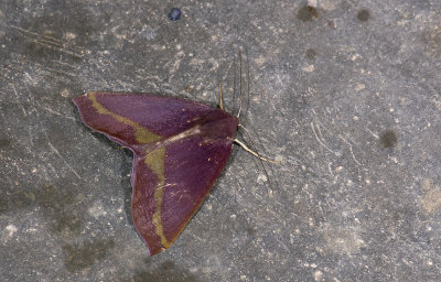 moth 9618.jpg