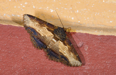 Erebidae; Erebinae; Ophiusini; Zale sp. ?  9619.jpg