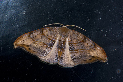 moth  9621.jpg