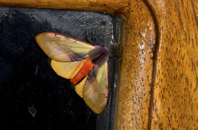 moth  9622.jpg