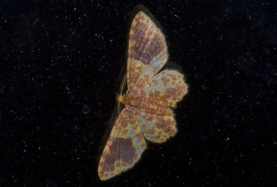 Geometridae; Larentiinae; Eois sp.?  9624.jpg