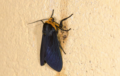 Erebidae; Arctiinae; Elysius sp.?  9628.jpg