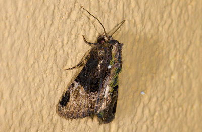 moth 9629.jpg